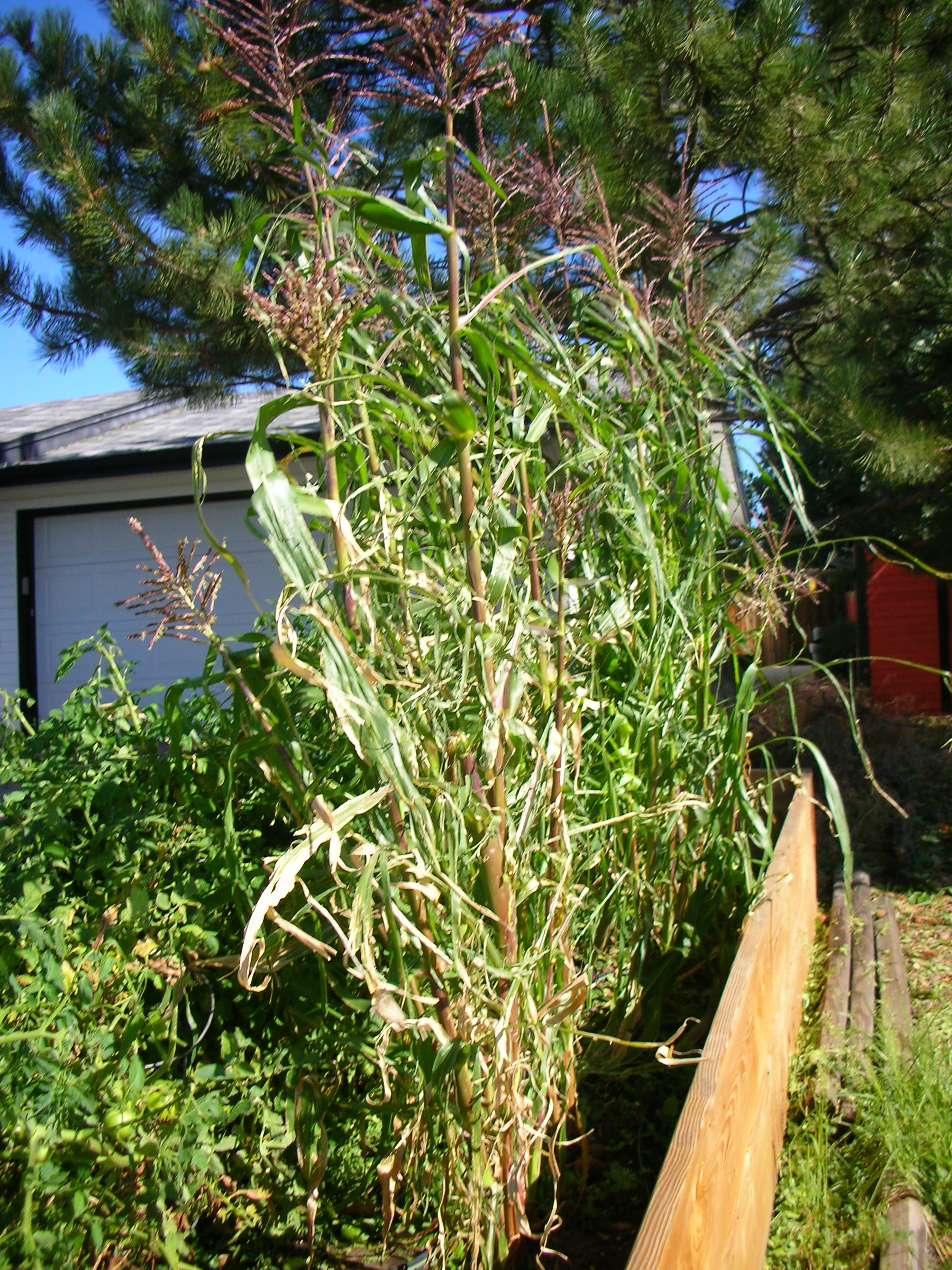 Corn On Stalk